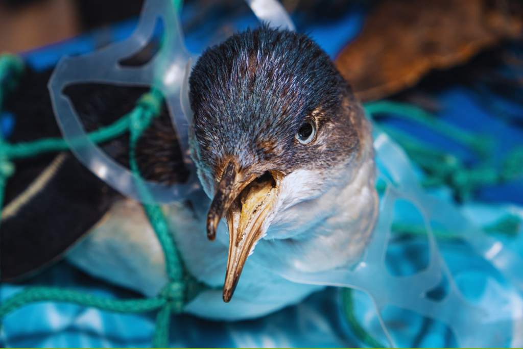 Precious Bird wracked by Plastic Pollution, Stop Plastic Pollution & Save the World!